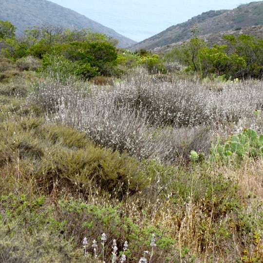 Grassland invasive