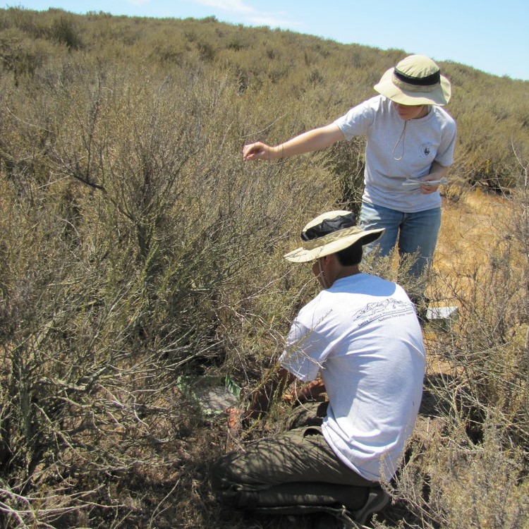 Grassland Invasives