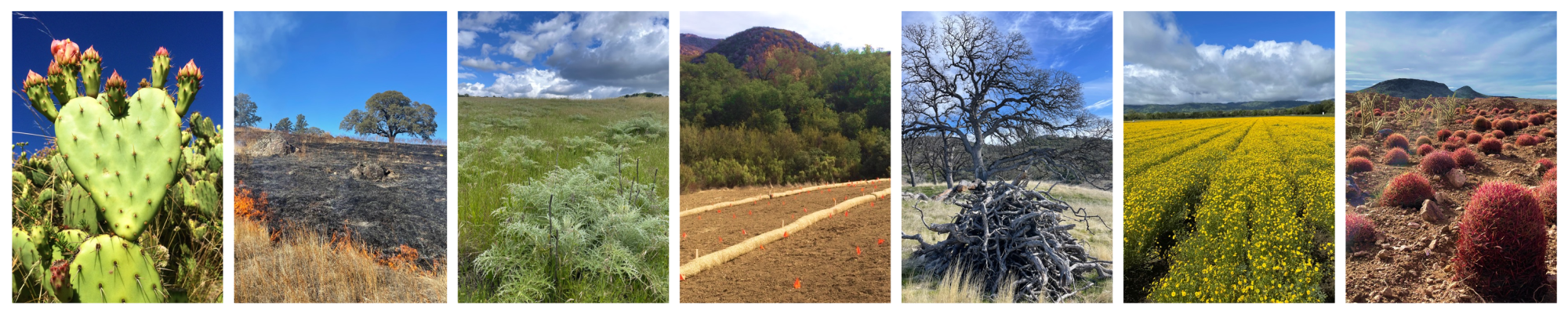 Images of restoration projects in California