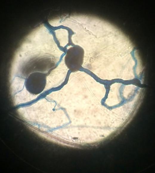 Plant Microscope
